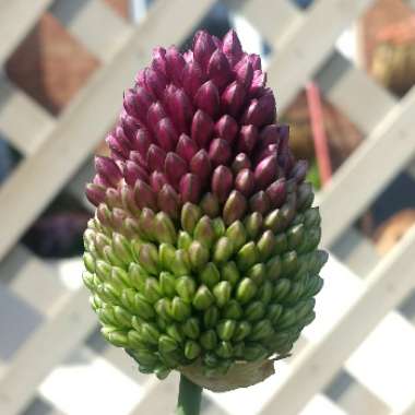 Allium