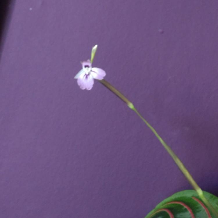 plant image 784527