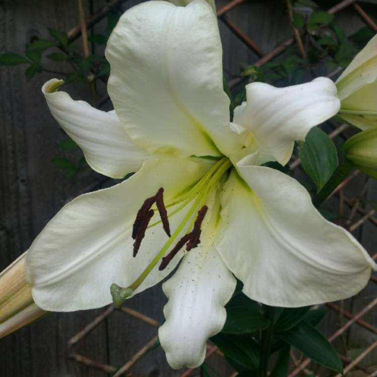 Plant image Lilium 'Altari'