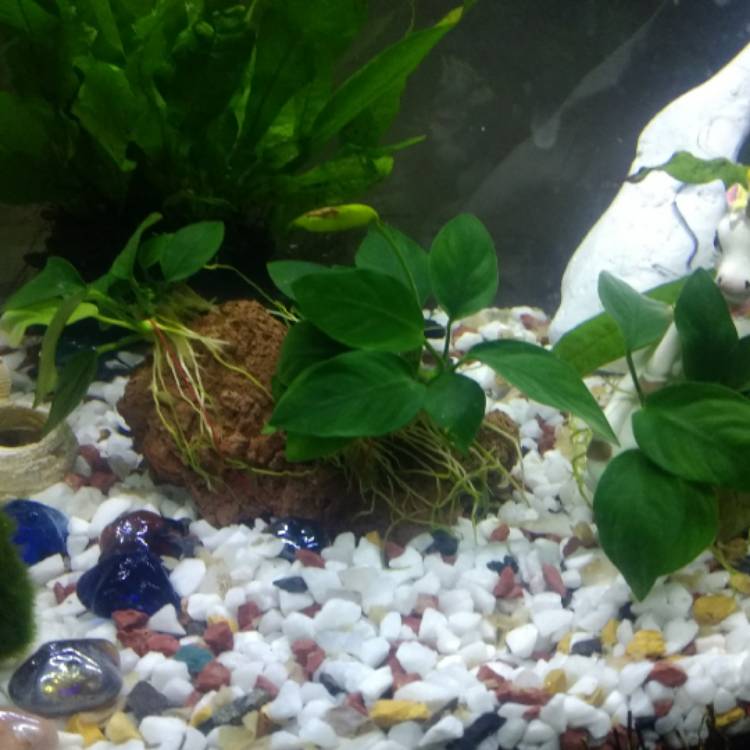 Plant image Anubias barteri var. nana