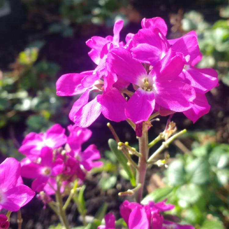 Plant image Arabis blepharophylla 'Rose Delight'