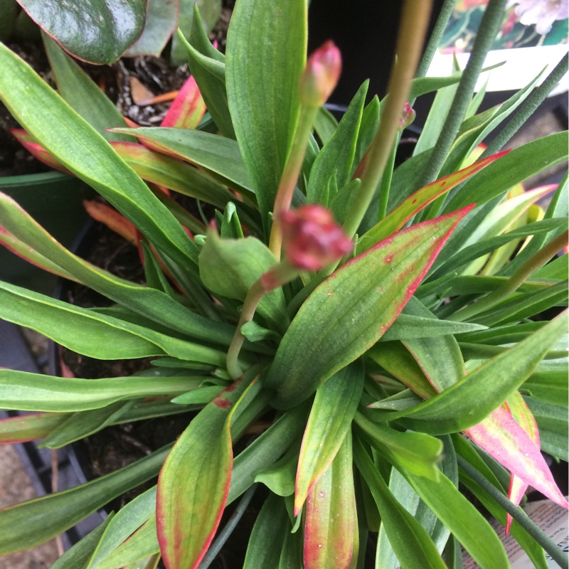 Plant image Armeria Pseudoarmeria 'Ballerina red'