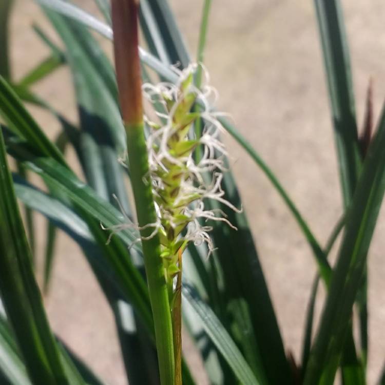 Plant image Carex morrowii 'Irish Green'