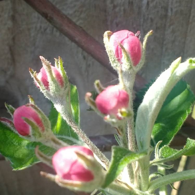 Plant image Malus domestica 'Jonagold'