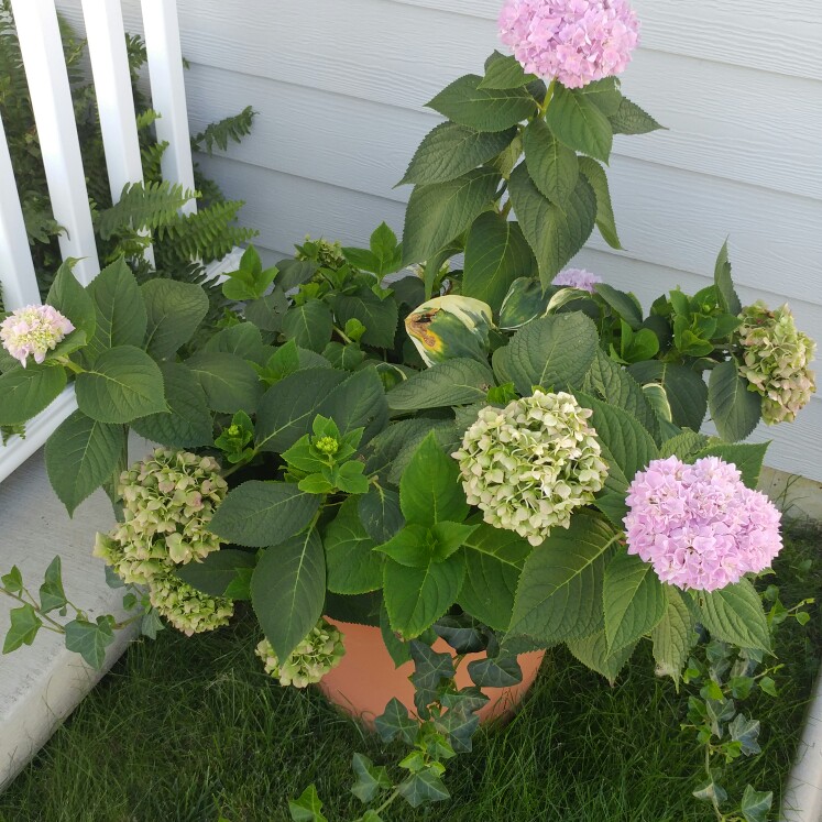 Hydrangea 'Endless Summer'