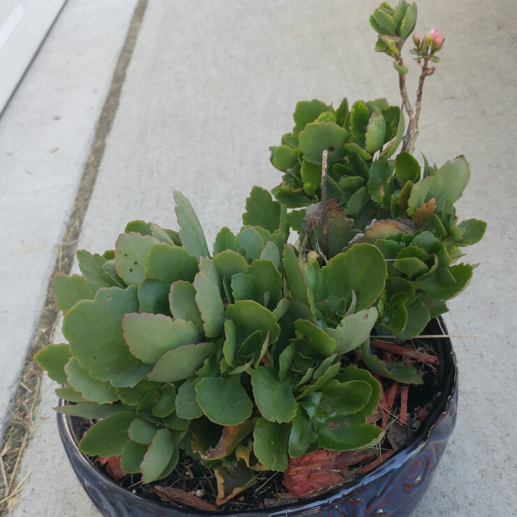 Kalanchoe 'Blossfeldiana'