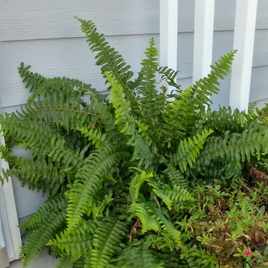 Boston Fern