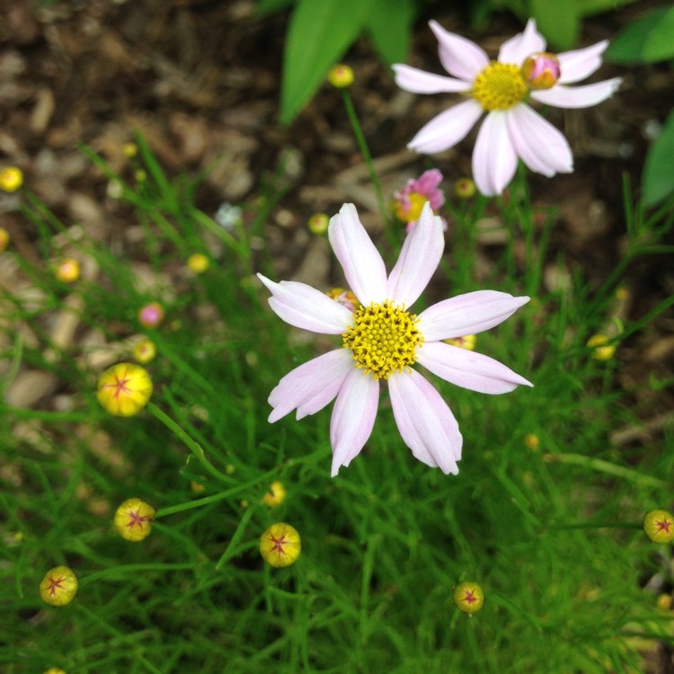 Plant image Coreopsis rosea 'American Dream'