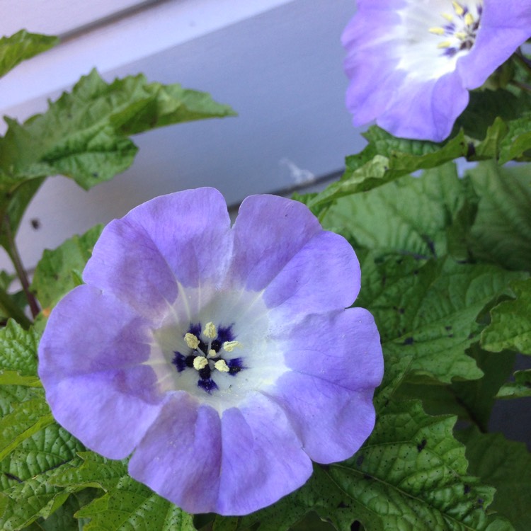 Plant image Nicandra physalodes