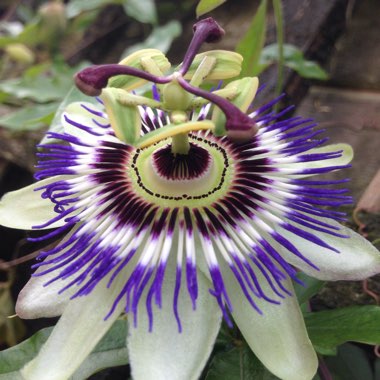 Passiflora caerulea