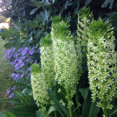 Eucomis