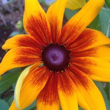 Rudbeckia