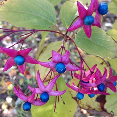 Clerodendrum trichotomum var. fargesii