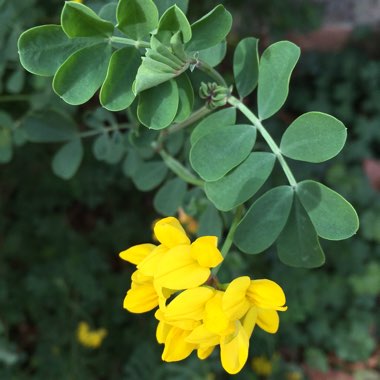 Coronilla valentina subsp. glauca  syn. Coronilla glauca