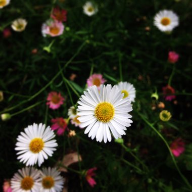 Erigeron karvinskianus