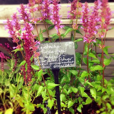 Agastache 'Purple Haze'