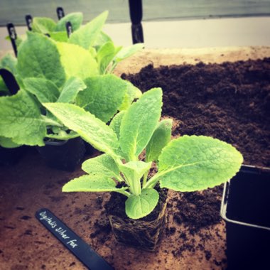 Digitalis purpurea subsp. Heywoodii 'Silver Fox'