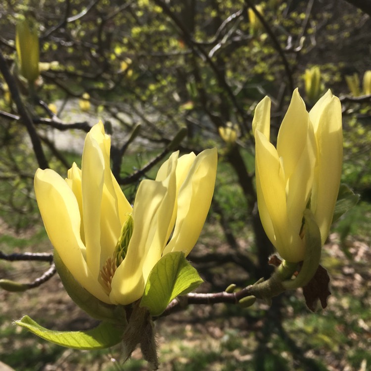 Plant image Magnolia 'Butterflies'