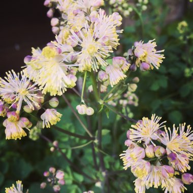 Thalictrum aquilegiifolium 'Album'