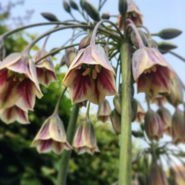 Allium siculum syn. Nectaroscordum siculum, Allium nectaracsardium, Allium bulgaricum