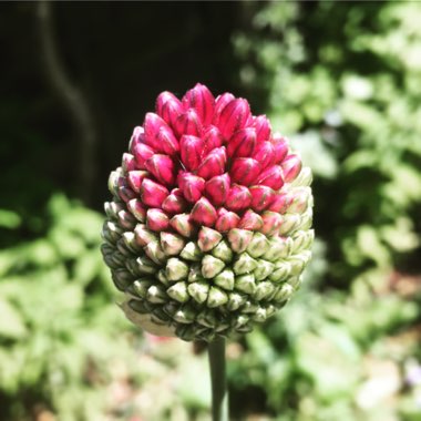 Allium sphaerocephalon