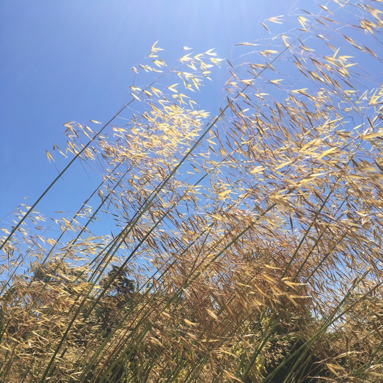 Plant image Stipa Gigantea