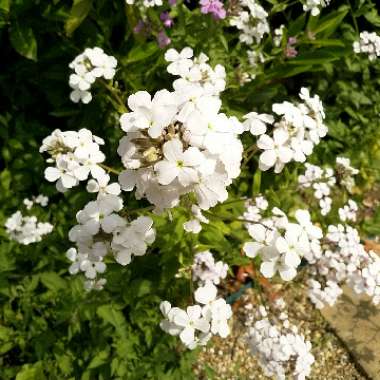 Phlox