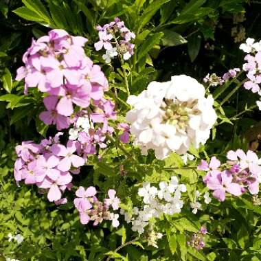 Phlox