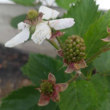 Blackberry 'Triple Crown'