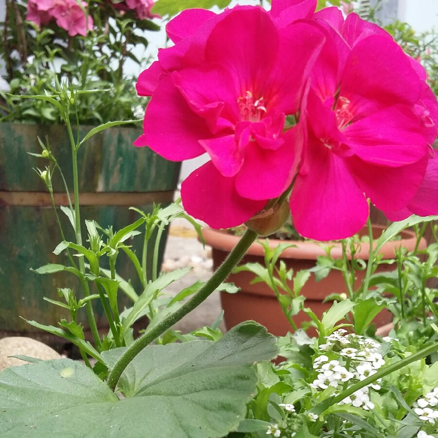 Plant image Pelargonium 'Pinktastic'