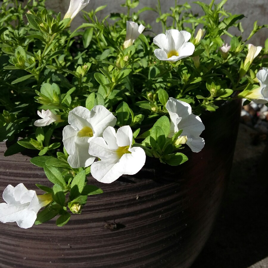 Plant image Calibrachoa Superbells® 'White'