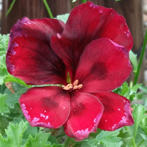 Plant image Pelargonium 'Regalia Chocolate'