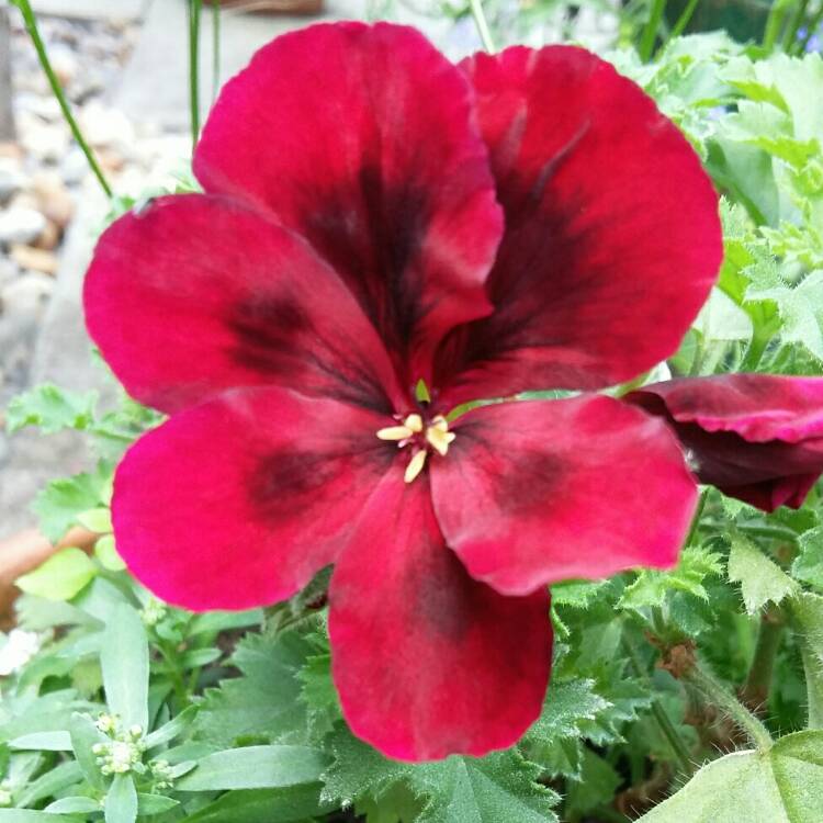 Plant image Pelargonium 'Regalia Chocolate'