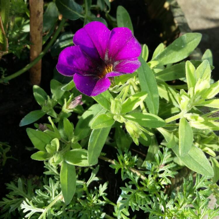 Plant image Petunia 'Calibrachoa'