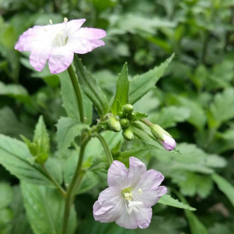 Plant image Epilobium hirsutum