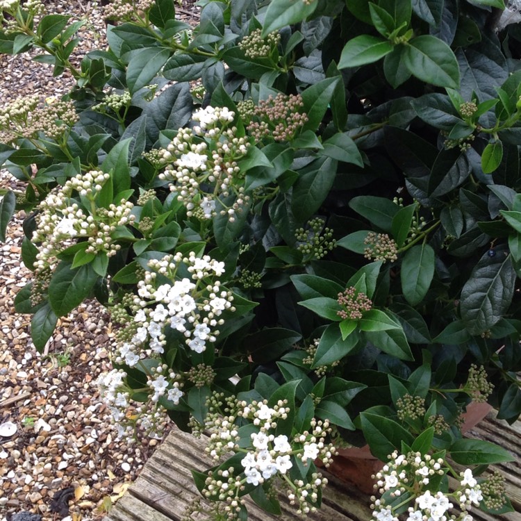 Plant image Viburnum tinus