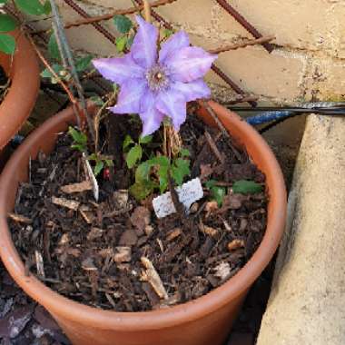 Clematis 'The President'