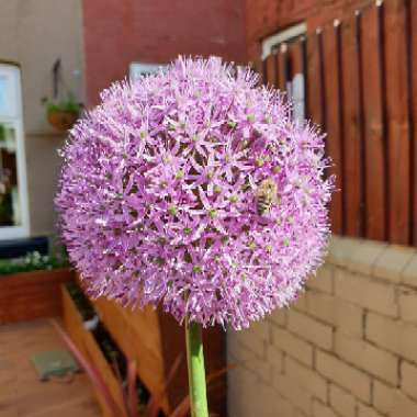 Allium 'Gladiator'