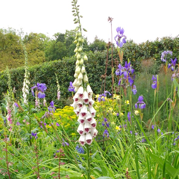 Foxglove 'Pam's Choice'