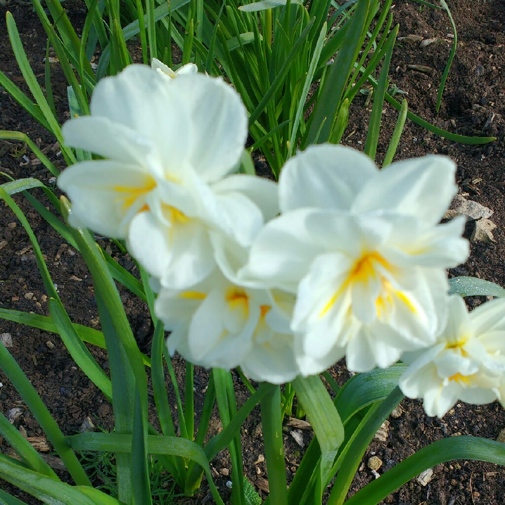 Plant image Narcissus 'Sir Winston Churchill'