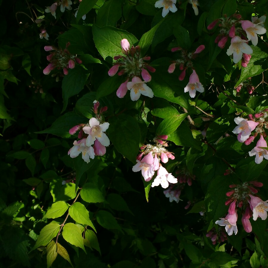 Stephen's garden