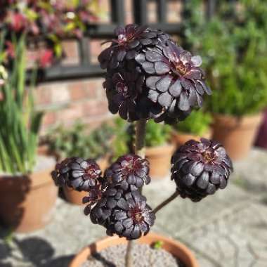 Aeonium 'Zwartkop'