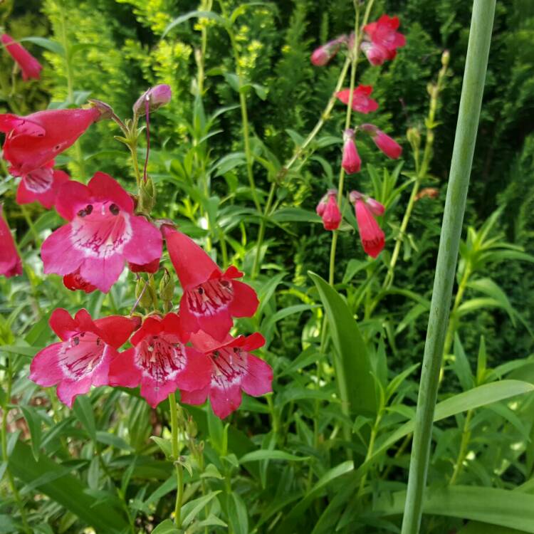 Plant image Penstemon 'Bridgesii'