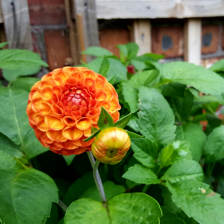 Plant image Dahlia 'New Baby'