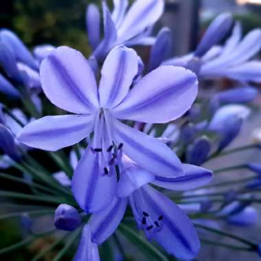 African Lily