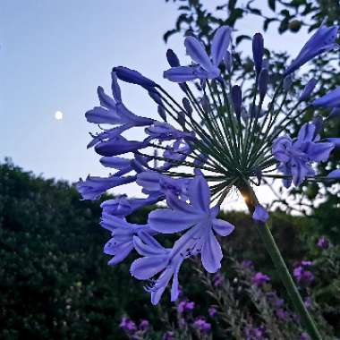 African Lily