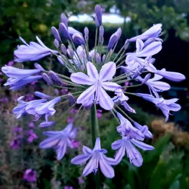 African Lily