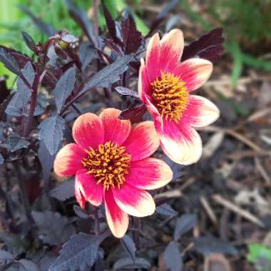 Dahlia 'Happy Days Bico' (Bedding)