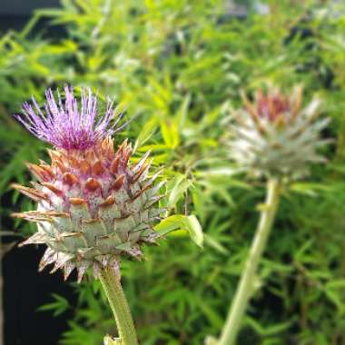 Cardoon