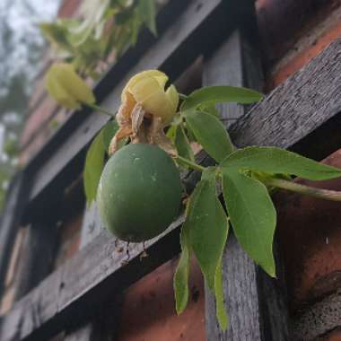 Passion Flower